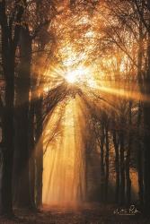 Sunburst | Obraz na stenu