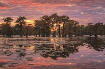 Sundown in the Swamps | Obraz na stenu