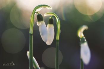 Snowdrops I | Obraz na stenu