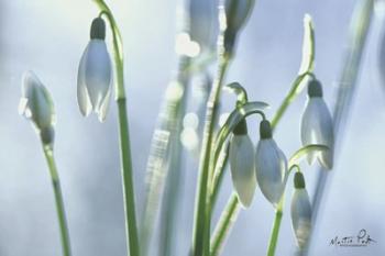 Couple of Snowdrops | Obraz na stenu