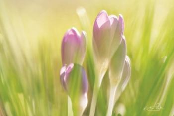 Soft Crocus | Obraz na stenu