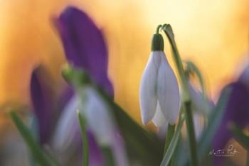 Snowdrop at Sunset | Obraz na stenu