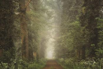 Misty Spring Road | Obraz na stenu