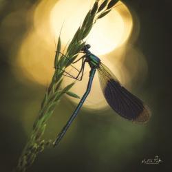 Damselfly in Backlight | Obraz na stenu