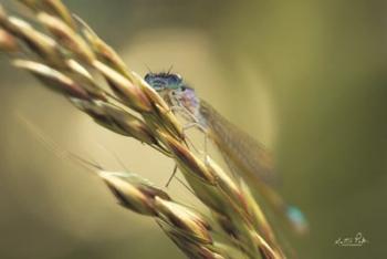 Damselfly | Obraz na stenu