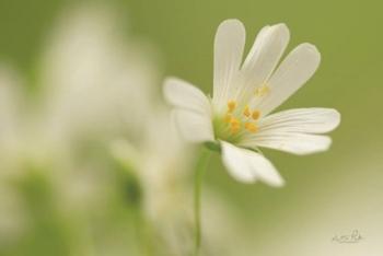 Stellaria Holostea | Obraz na stenu