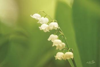 Lily of the Valley | Obraz na stenu