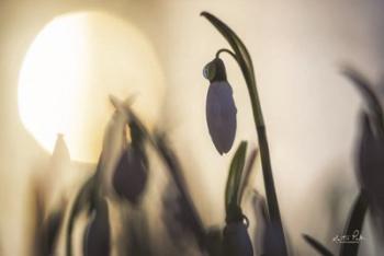 Backlit Snowdrop | Obraz na stenu