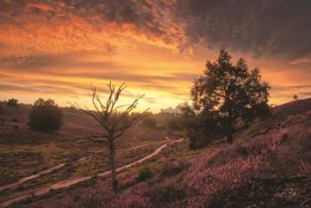 Dead Tree at Sunset | Obraz na stenu