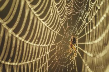 The Spider and Her Jewels | Obraz na stenu