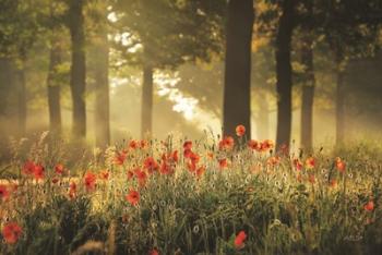 The Poppy Forest | Obraz na stenu