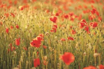 Poppy Field I | Obraz na stenu