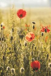 Poppy Field II | Obraz na stenu