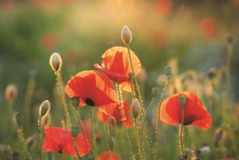 Poppy Field III | Obraz na stenu