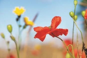 Summer Flowers | Obraz na stenu