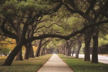 Alley of Live Oaks | Obraz na stenu