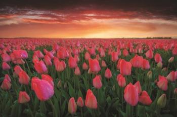 Tulip Field Sunset | Obraz na stenu