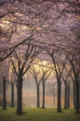 Cherry Trees at Sunrise | Obraz na stenu