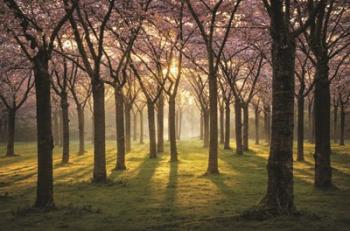 Cherry Trees in Morning Light I | Obraz na stenu