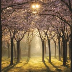 Cherry Trees in Morning Light II | Obraz na stenu