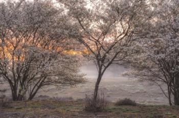 Spring Bushes | Obraz na stenu