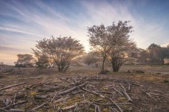 Spring Bushes at Sunrise | Obraz na stenu