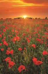 Poppies at Sunset | Obraz na stenu