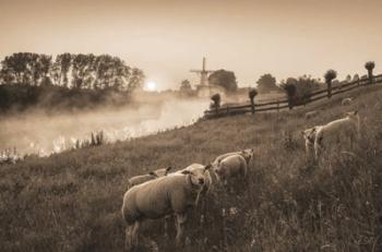 Grazing Sheep | Obraz na stenu