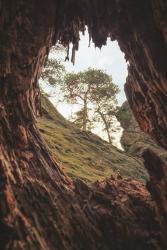 A View Through a Tree | Obraz na stenu