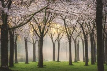 Cherry Blossom Festival | Obraz na stenu