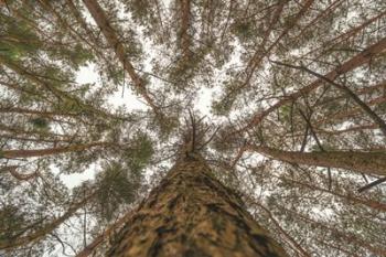 Look Up | Obraz na stenu