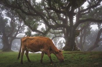 Cow in the Fog | Obraz na stenu