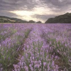 Field of Lavender | Obraz na stenu