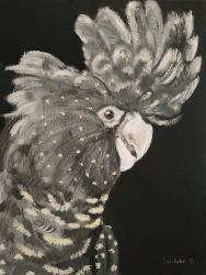 Gray Cockatoo | Obraz na stenu