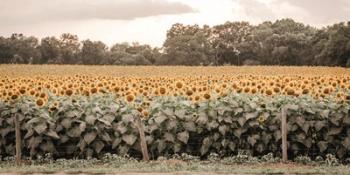 Sunflower Field No. 7 | Obraz na stenu