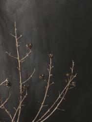 Branches in Noir I | Obraz na stenu