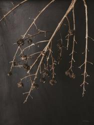 Branches in Noir II | Obraz na stenu