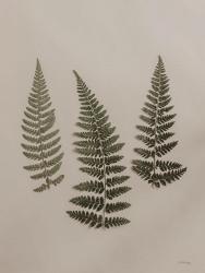 Light Fern Study II | Obraz na stenu