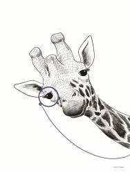 Giraffe With a Monocle | Obraz na stenu