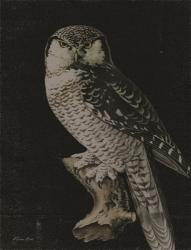 Moody Owl | Obraz na stenu