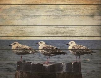 Vintage Seagulls | Obraz na stenu