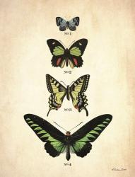 Butterflies 1 | Obraz na stenu