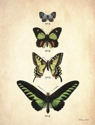 Butterflies 1 | Obraz na stenu