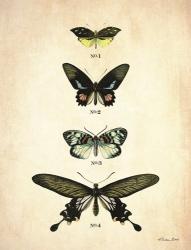 Butterflies 3 | Obraz na stenu