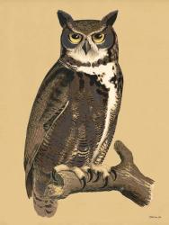 Great Owl | Obraz na stenu