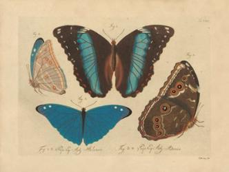 Vintage Butterflies 1 | Obraz na stenu