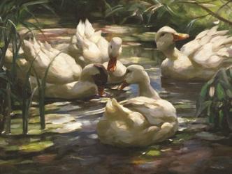 Ducks by the Lake 4 | Obraz na stenu