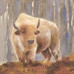 White Buffalo | Obraz na stenu