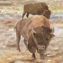 Great Buffalo | Obraz na stenu
