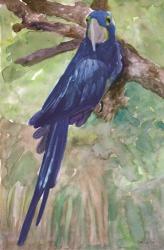 Blue Parrot 1 | Obraz na stenu
